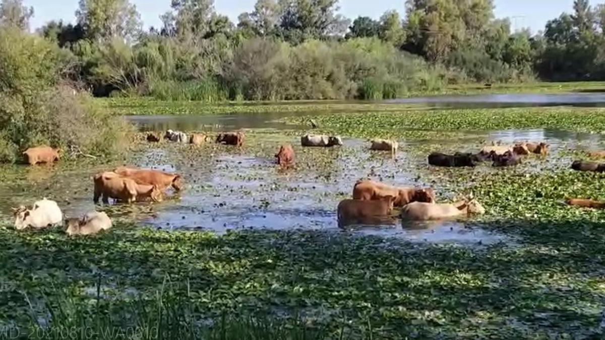 Un grupo de vacas come nenúfar mejicano en un tramo del Guadiana.