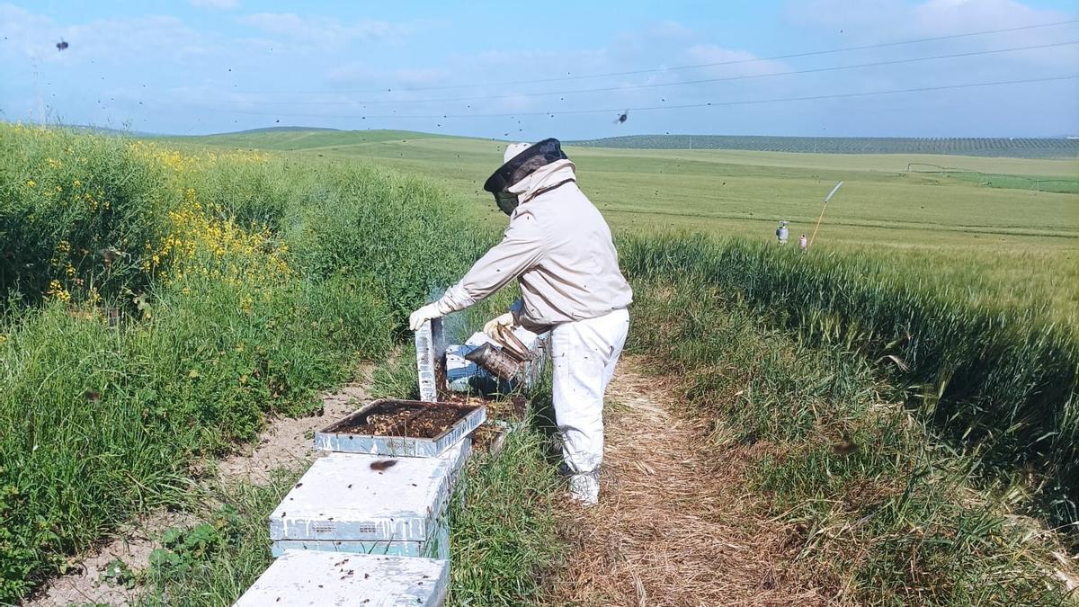 Un apicultor trabajando en sus colmenas.