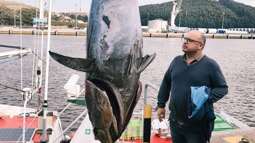 La rula de Avilés consolida la llegada de atún rojo tras la captura de un segundo ejemplar de 193 kilos (y más de dos metros): "Hay bastantes en la mar", valoran desde la lonja