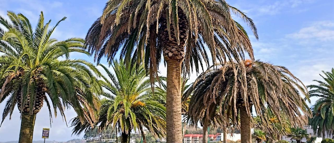 Dos palmeras con las hojas secas en el paseo de Santa Cristina