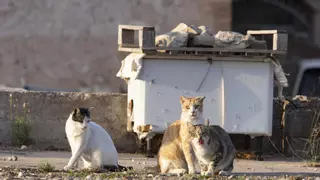 Alberic investiga el envenenamiento de gatos en San Cristóbal