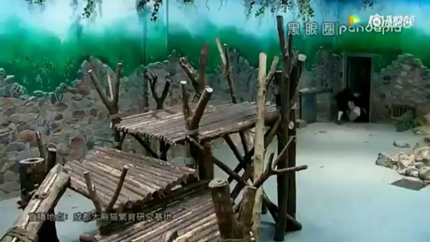 Pandas maltratados en China