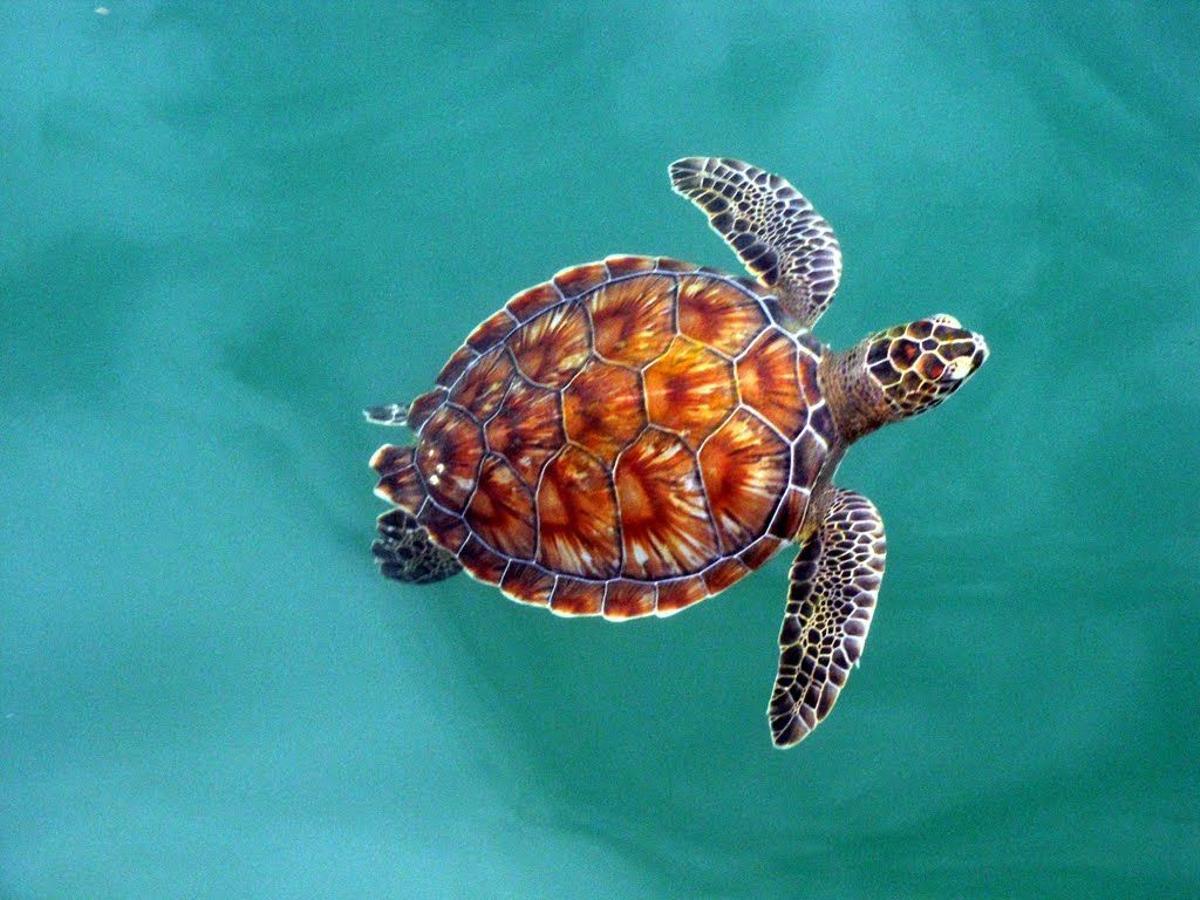 La tortuga verde ha salido del peligro de extinción