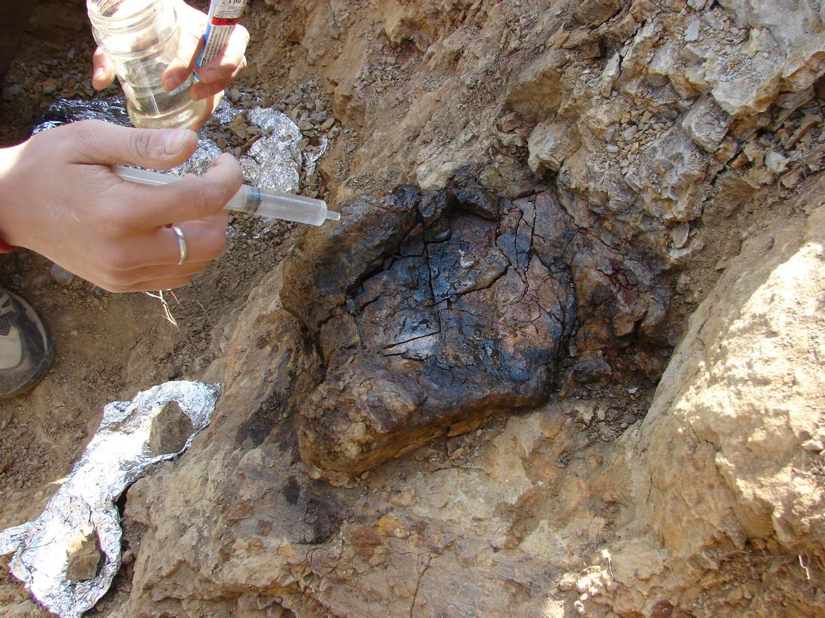 Paleontólogos trabajando en la pieza 5ANA-78, en la quinta campaña de excavaciones en el yacimiento Ana, en Cinctorres.