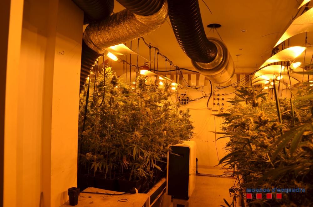 Els Mossos localitzen 617 plantes de marihuana en una casa de Caldes de Malavella