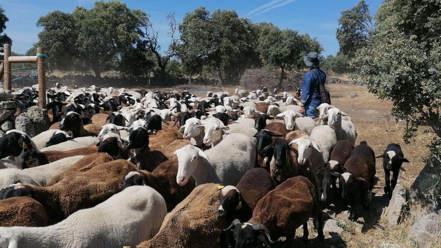 Almudena Rodríguez guiando a su rebaño de ovejas en Argañín. | LOZ