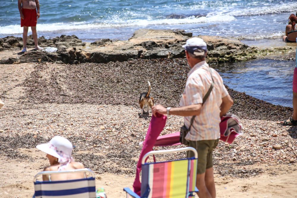 Los bañistas están acudiendo con perros a Punta Margalla y Cala del Moro, las dos playas autorizadas para perros, sin que el Ayuntamiento las haya señalizado todavía.