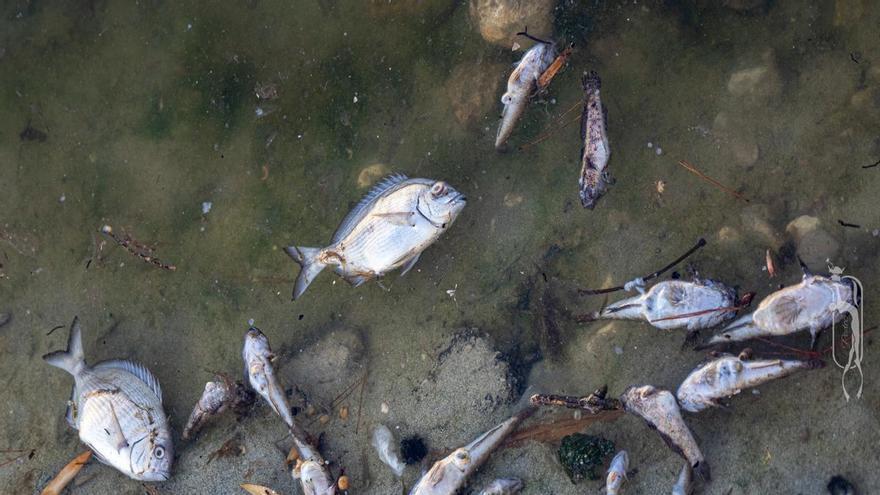 FOTOS | La mortandad de peces y fauna en el Riuet de s'Illot, en imágenes