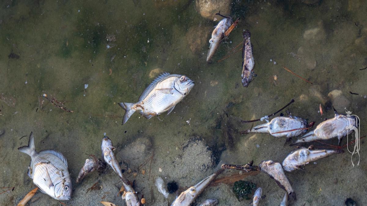 MEDIO AMBIENTE EN MALLORCA | Aguas fecales y la falta de oxígeno provocan una mortandad de peces y fauna en el Riuet de s’Illot