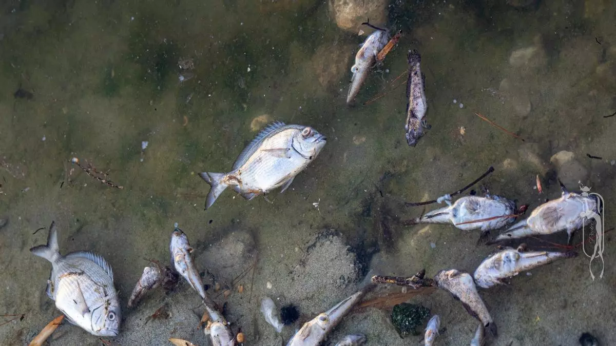 Aguas fecales y la falta de oxígeno provocan una mortandad de peces y fauna en el Riuet de s’Illot