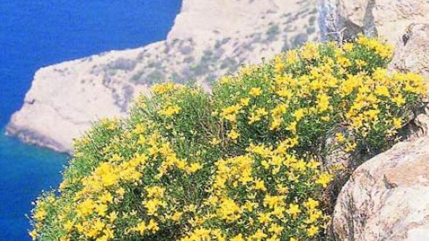 La genista, la planta endémica de Ibiza amenazada por el 'parking' ilegal del mirador de es Vedrà y a la que le cantó Serrat