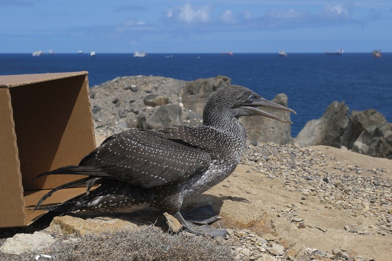 Suelta de un alcatraz en La Laja