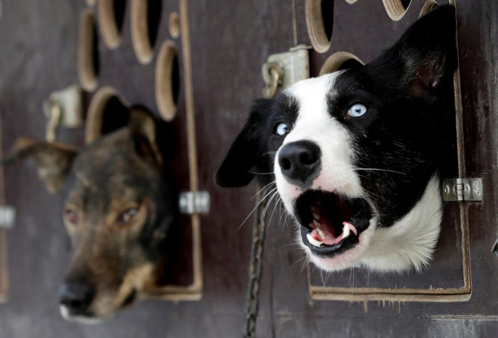 Dogs look out of their cages before the ...