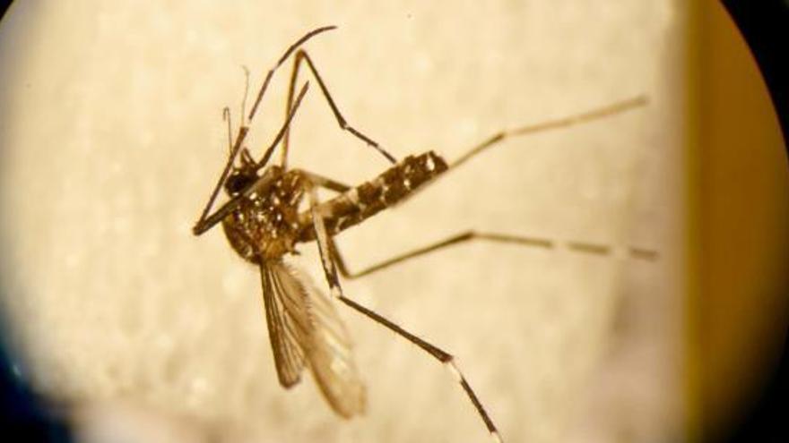 Sanidad lanza ayudas contra el mosquito tigre para localidades con riesgo