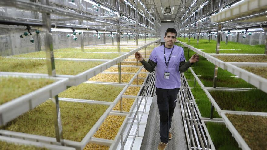 Jacobo Álvarez muestra la producción de forraje hidropónico en el interior de su box.