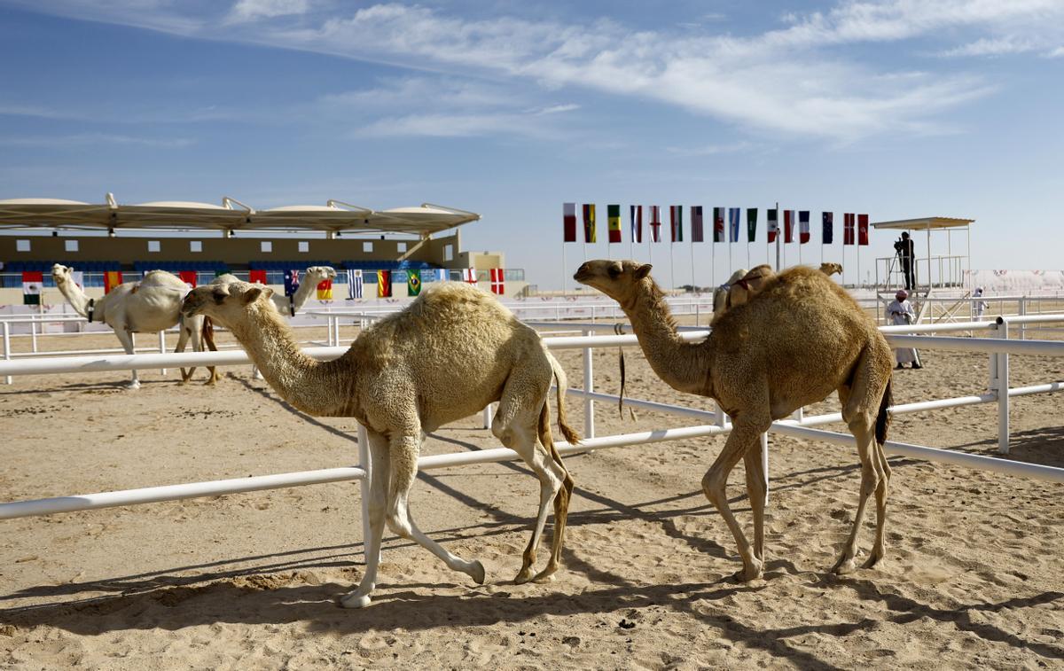 Concurso de belleza de camellos en Qatar