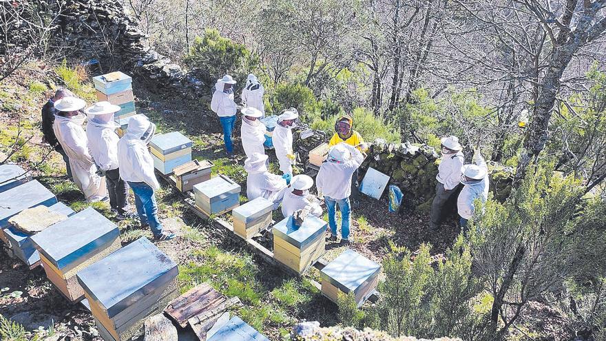 La ‘alvariza de Sofía’ vuelve a la vida en un plan para criar abeja negra gallega