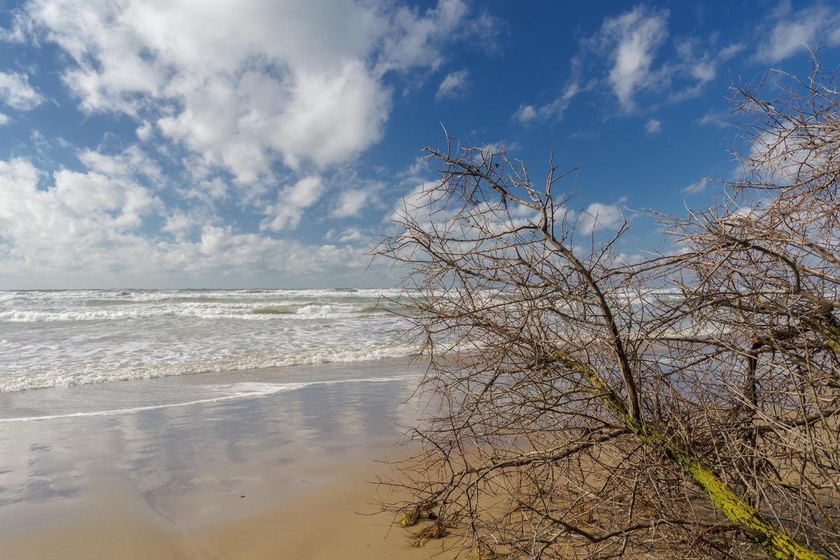 Un árbol seco junto a una playa.