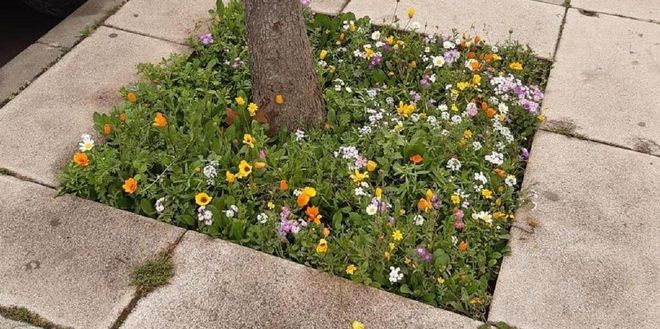 Las malas hierbas: islas de biodiversidad urbana que deben preservarse