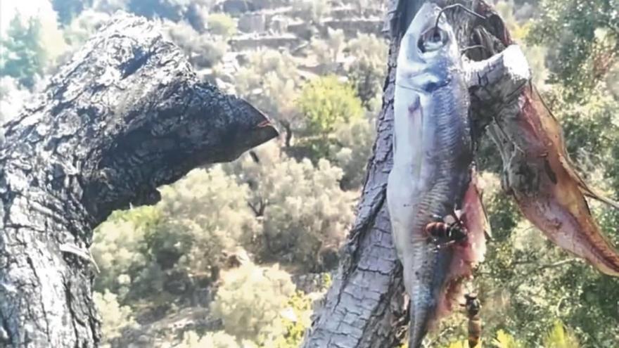 Imagen de uno de los cebos que han colocado las autoridades en Sóller.