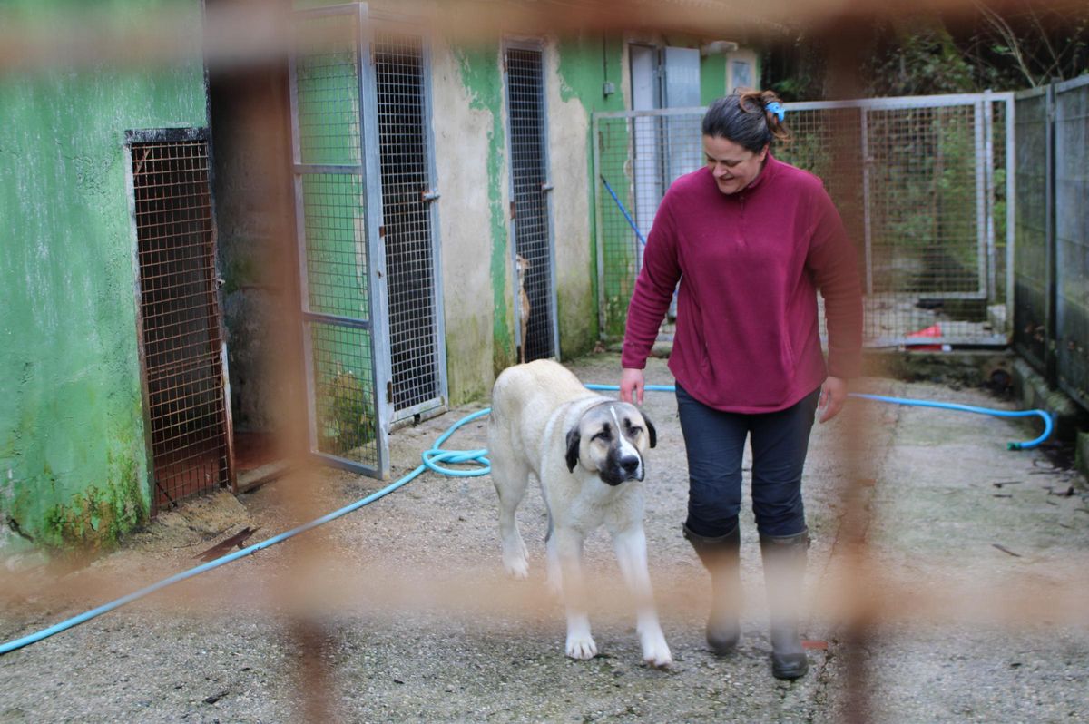 La responsable del albergue, María Valderrey, junto a Aslan, un Kangal turco, último animal en llegar al centro.