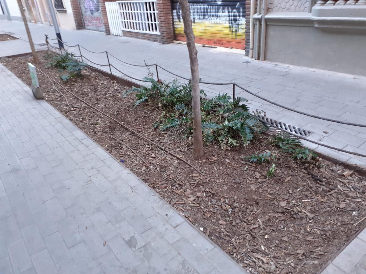 La queja de un lector: "Faltan plantas y los árboles están secos en la calle Bassols"