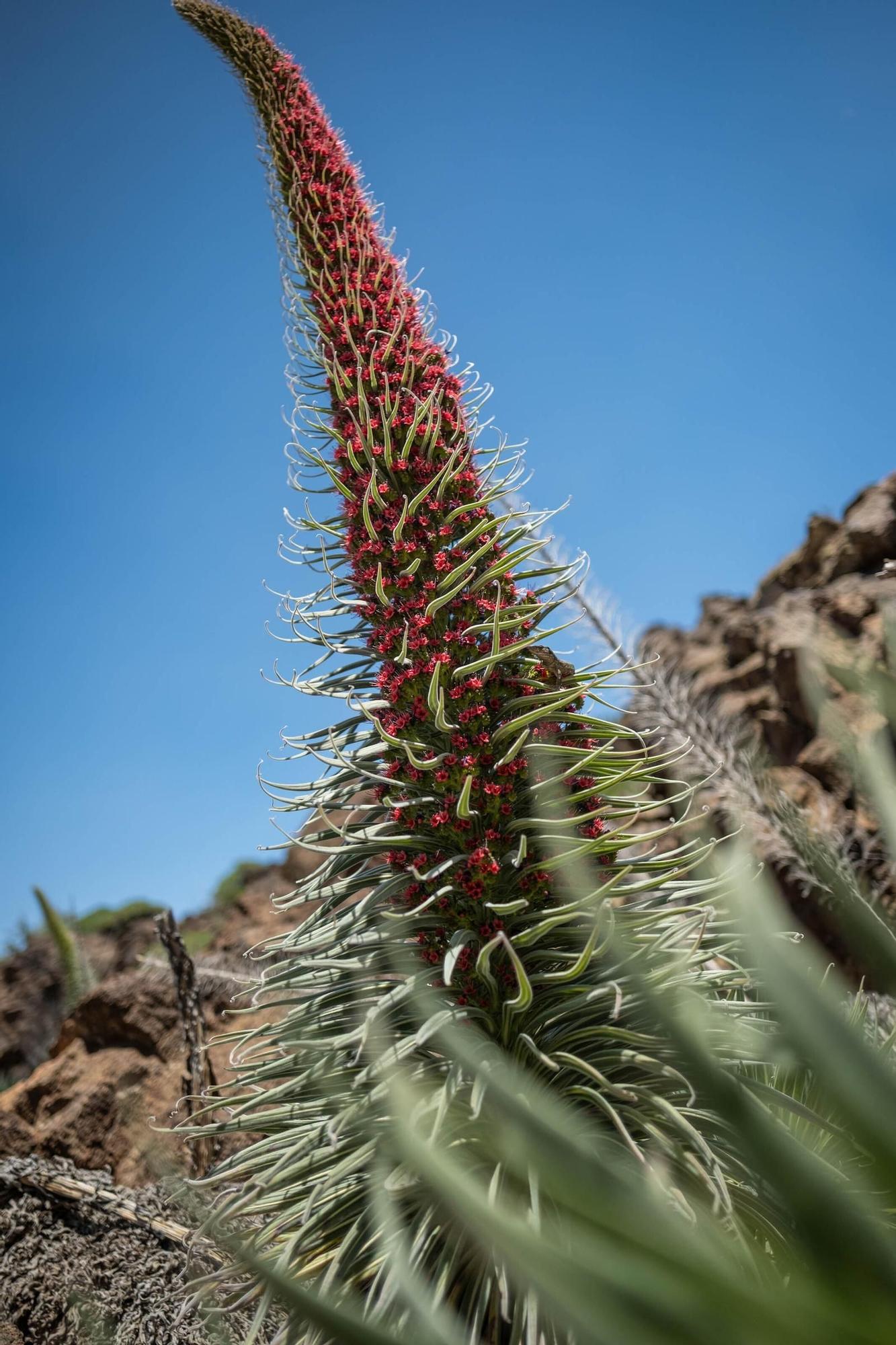 Tajinastes en Las Cañadas del Teide
