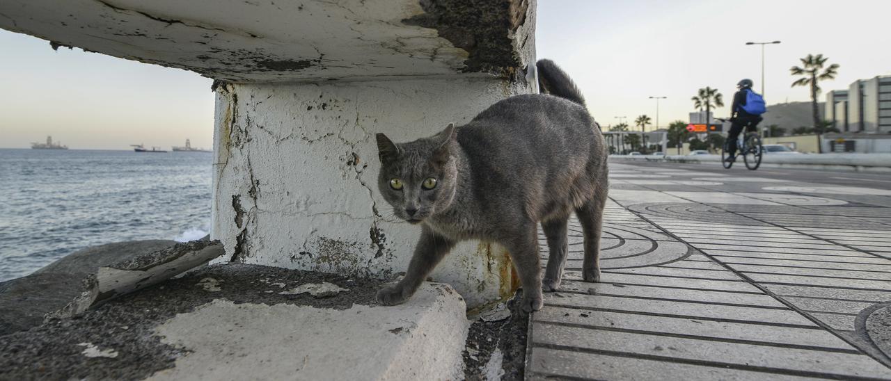 Un gato callejero en Las Palmas de Gran Canaria.