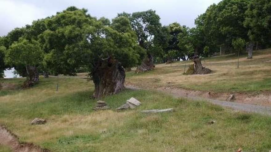 Bosque de castaños en la provincia de Ourense