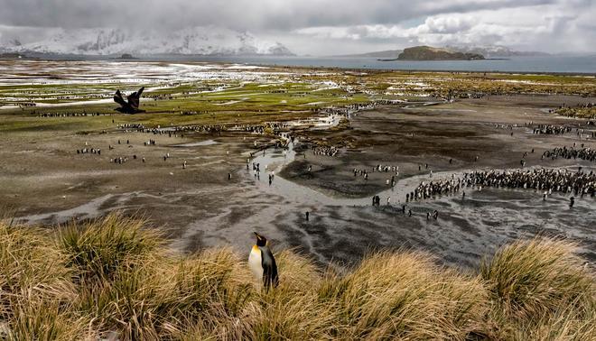 Georgia del Sur - Shackelton