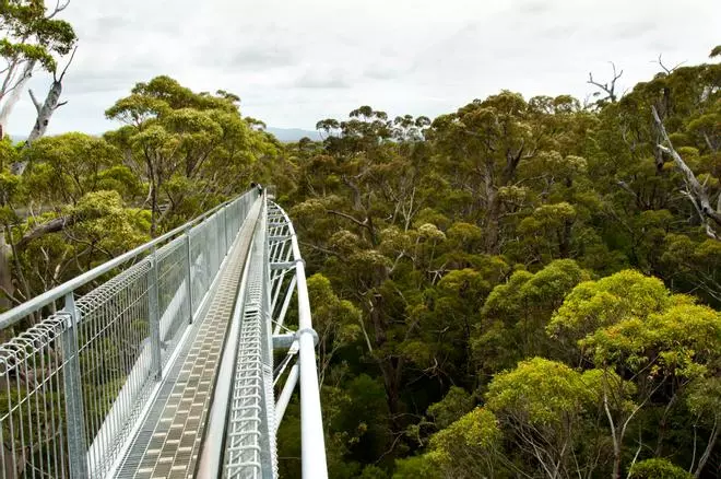 Caminando sobre árboles gigantes: la experiencia que solo podrás vivir en Australia
