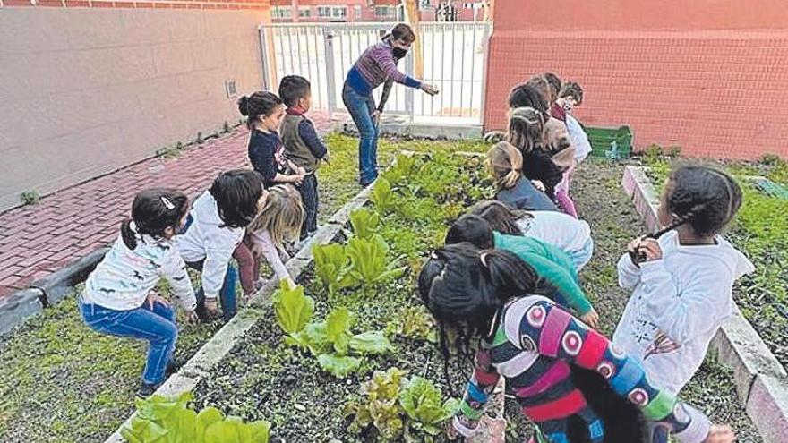 Un huerto escolar en el centro de Murcia