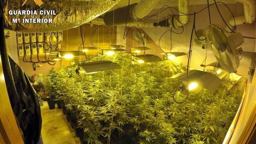 Intervenidas 150 plantas de marihuana en un domicilio de Montijo