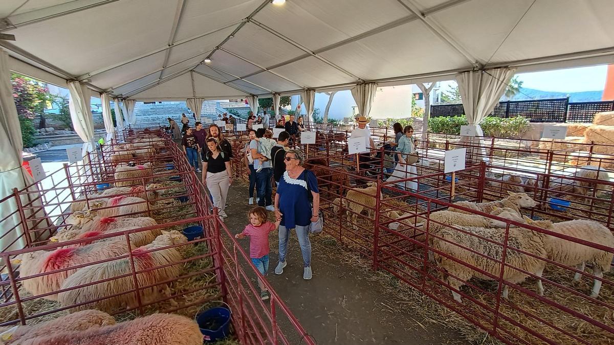 Fira d'Oví i Caprí: Calvià conecta con sus raíces agrícolas