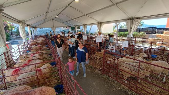 La Fira d'Oví i Caprí de Calvià en imágenes
