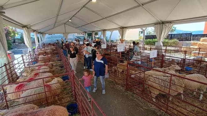 La Fira d'Oví i Caprí de Calvià en imágenes