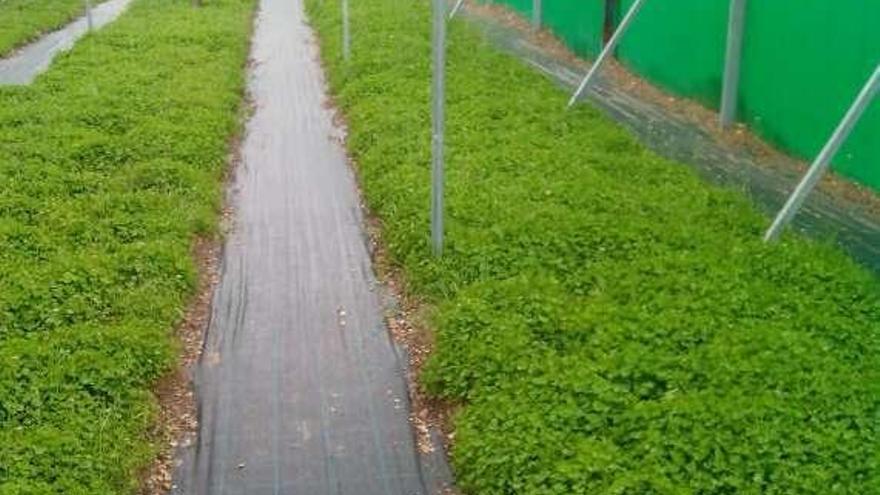 Instalaciones de la granja en Ciudad Rodrigo.