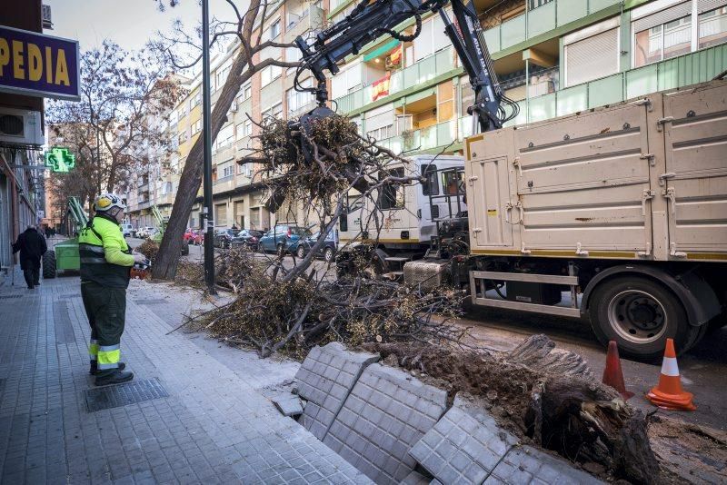 Árbol caído en la Calle Escultor Palao