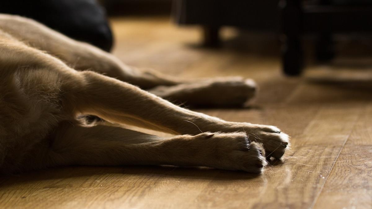 ¡ALERTA! Descubre los síntomas y tratamientos de la piometra en perros: ¡Salva a tu mascota hoy!