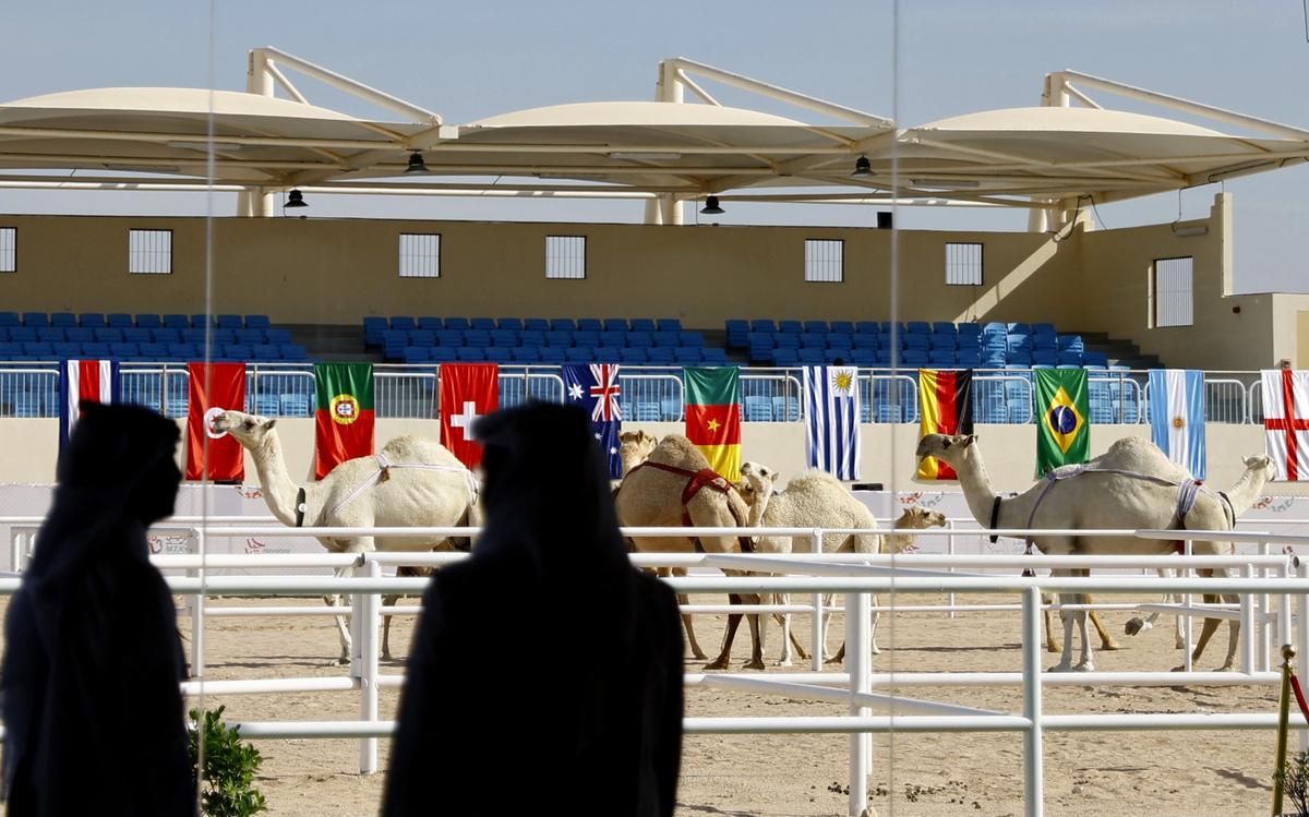 Concurso de belleza de camellos en Qatar