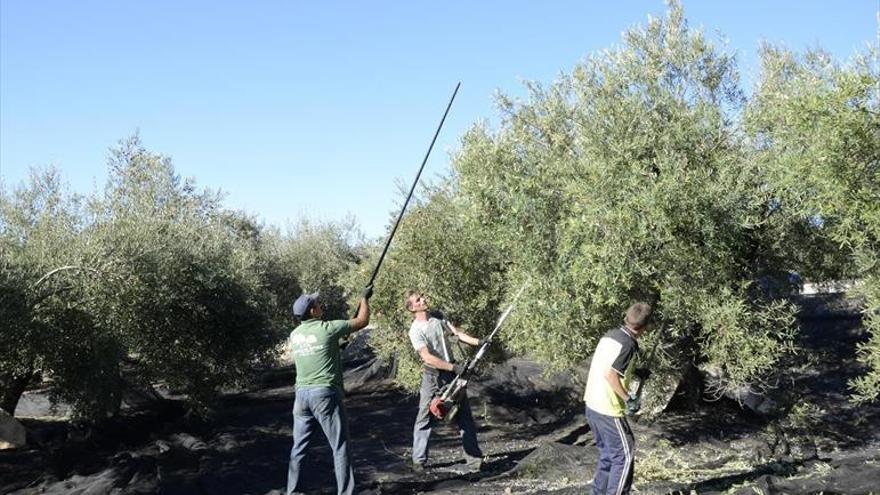 Luz verde a la retirada obligatoria de aceite de oliva