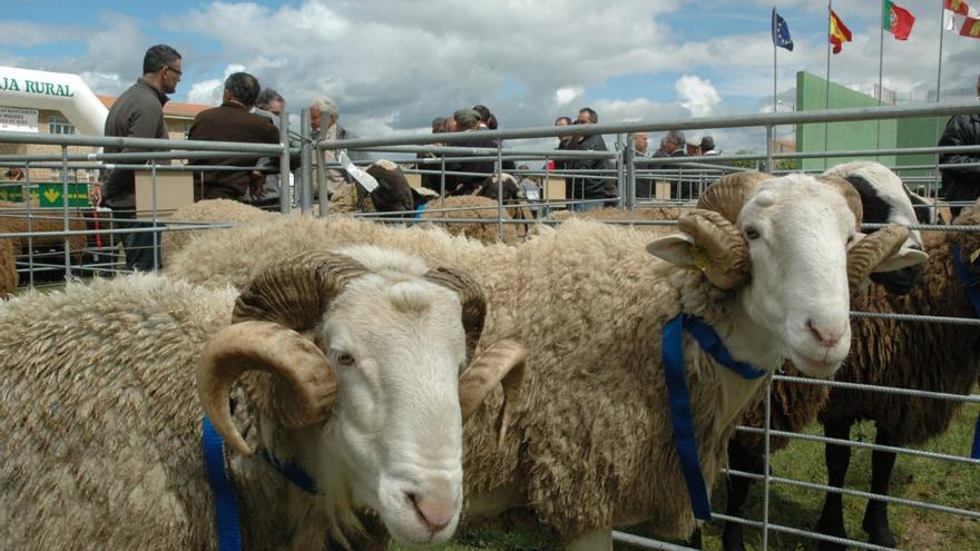 La feria de Carbajales de Alba mostrará este saábado lo mejor de la raza de ovino castellana