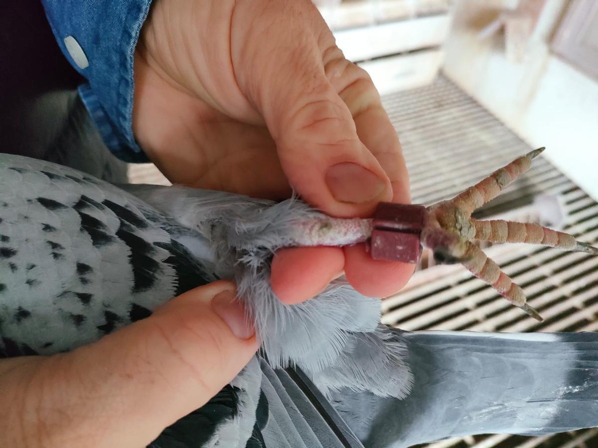 El compostelano de las mil palomas mensajeras: "Solté una en Barcelona y regresó a Santiago"