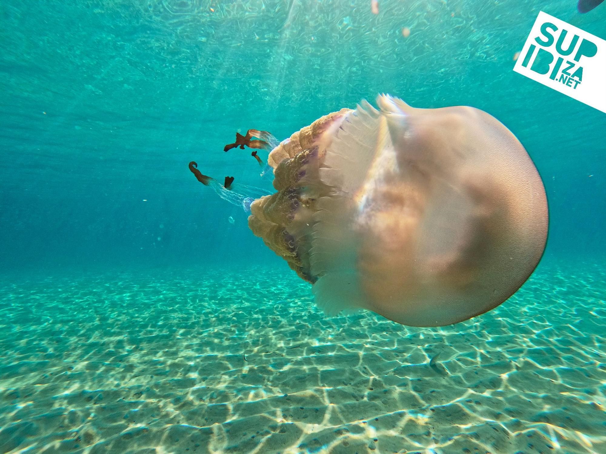 Un grup de turistes es troba meduses i s'enregistra amb elles