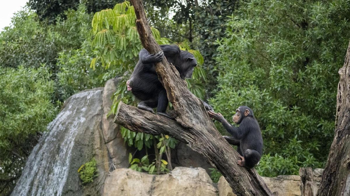 El Día Mundial del Chimpancé aboga por concienciar acerca de la protección de esta especie.