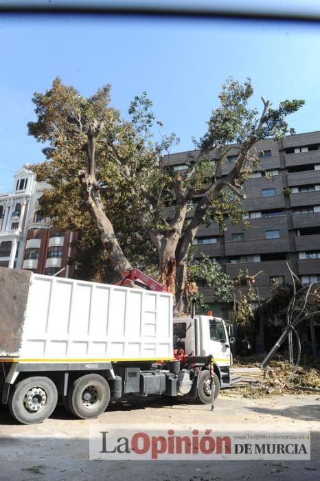 El día después de la caída de la rama del ficus de