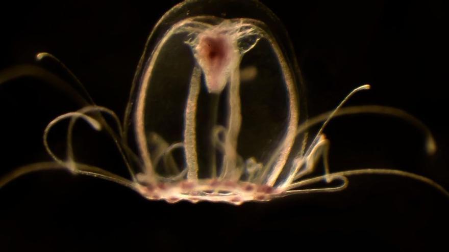 La medusa inmortal, Turritopsis dohrnii.