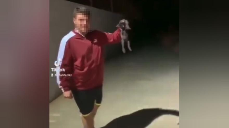 La Guardia Civil investiga la brutal patada a un gatito en Posadas difundida en internet