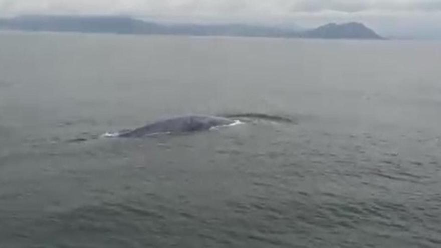 Expertos barajan que un cetáceo avistado en la ría de Muros sea una ballena azul