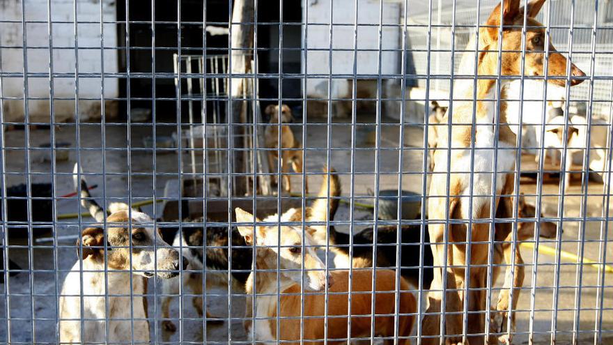 Valencia | PACMA pide un nuevo centro de acogida para perros junto al  Bioparc